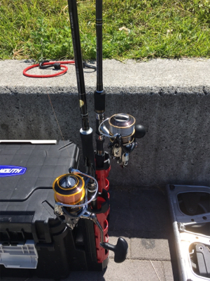 台風後のコスモ