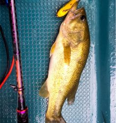 ８月２３日亀山湖バス釣り！