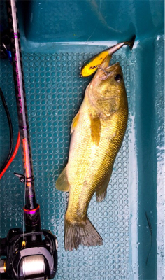 ８月２３日亀山湖バス釣り！