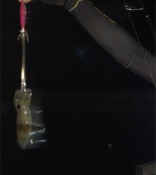 イカアコウ狙い