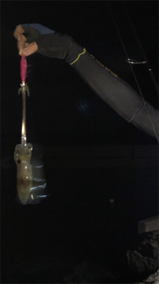 イカアコウ狙い