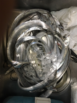 タチウオ入れ食い