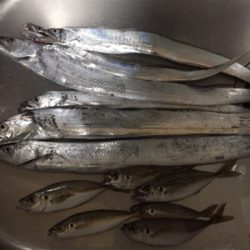 まだまだ小さい