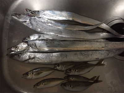 まだまだ小さい