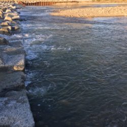 夕方ナマズ釣り