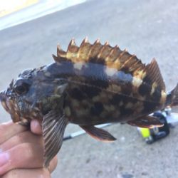 かもめ大橋にチヌ&五目釣り