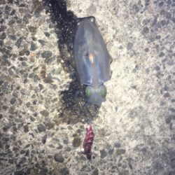 今年初のケンサキ