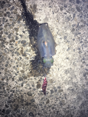 今年初のケンサキ