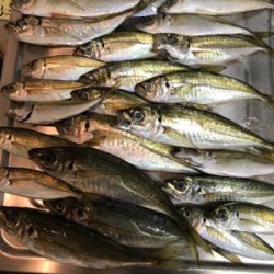 念願の壱岐アジング