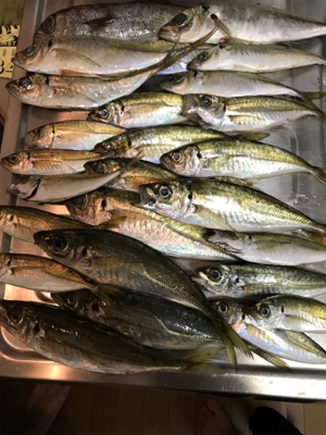 念願の壱岐アジング