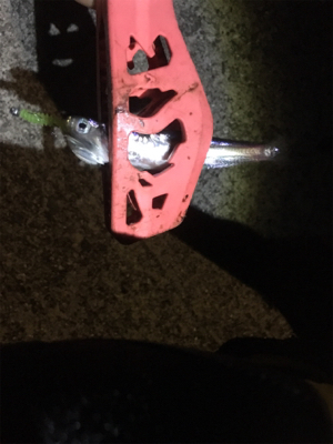 ランガン…ランラン?アジング