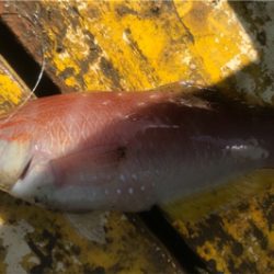 潮の早い場所と大潮の組み合わせ