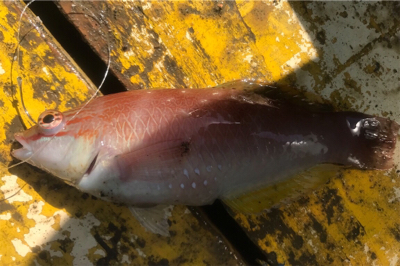 潮の早い場所と大潮の組み合わせ