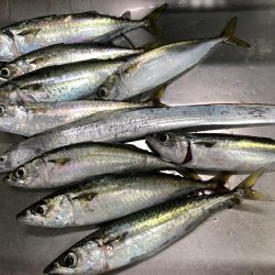 サバゲーおもろ。