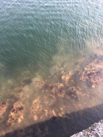 干潮潮止まり前高活性