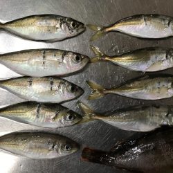 豆アジしかいない