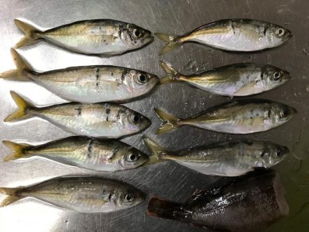 豆アジしかいない