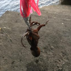 エギとタコジク合体してみた