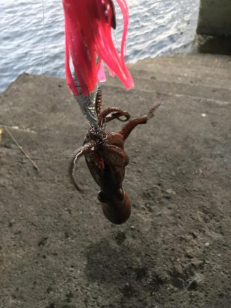 エギとタコジク合体してみた