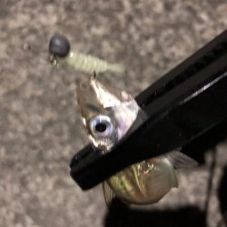 今宵も豆アジング！