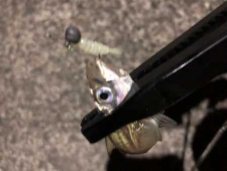 今宵も豆アジング！