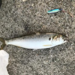 シオっぽいやつ