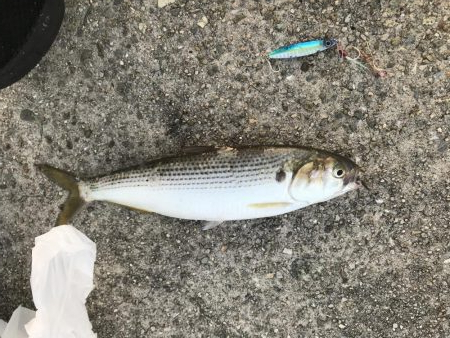 シオっぽいやつ