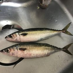 鯖さんこんばんはー