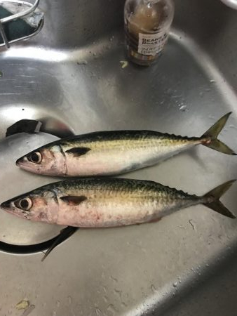 鯖さんこんばんはー