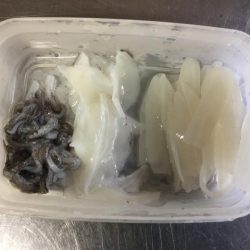 アオリの赤ちゃん