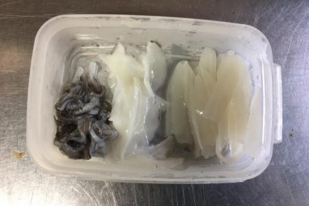 アオリの赤ちゃん