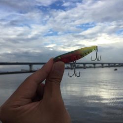 高梁川 シーバス