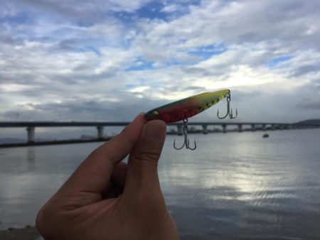 高梁川 シーバス