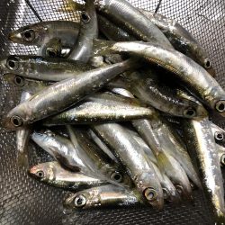 ママカリ再チャレンジ！！