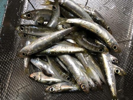 ママカリ再チャレンジ！！