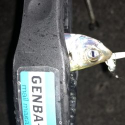 癒しのアジング