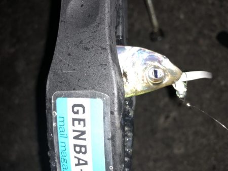 癒しのアジング