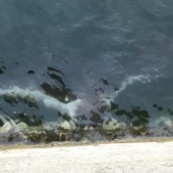 やっと豆アジ釣れた