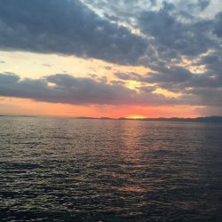 終盤？オクトパス