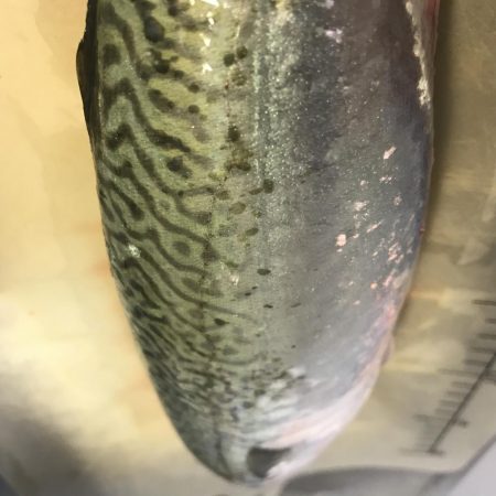 デイアジ〜ナイト大サバ