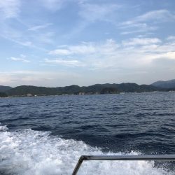 シロイカ大爆釣