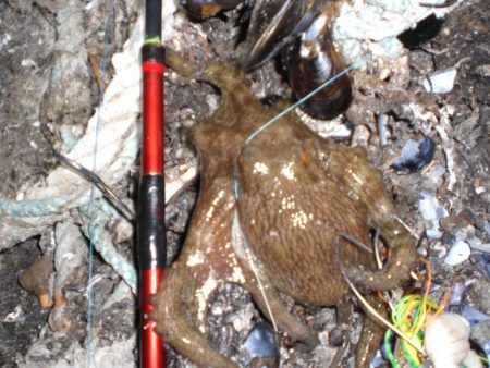 ひさしぶりのタコ