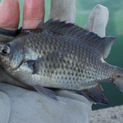 芝エビで落とし込み