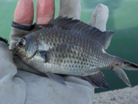 芝エビで落とし込み