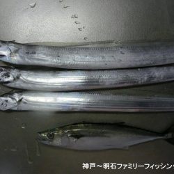 タチウオは情報通りの釣果です