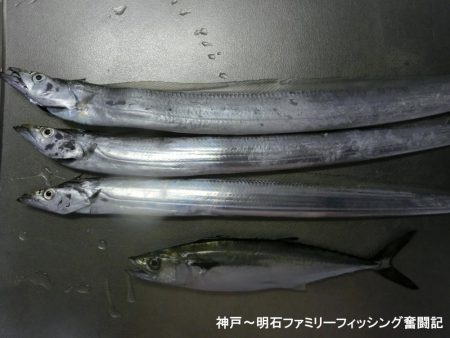 タチウオは情報通りの釣果です