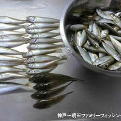 キス釣りで豆アジ爆釣