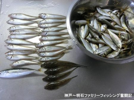 キス釣りで豆アジ爆釣