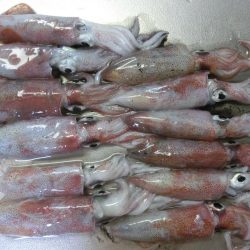 剣先イカ絶好調