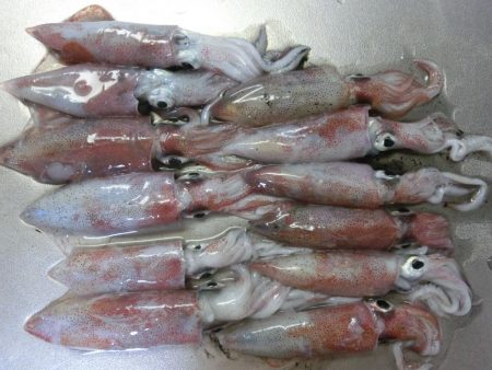 剣先イカ絶好調